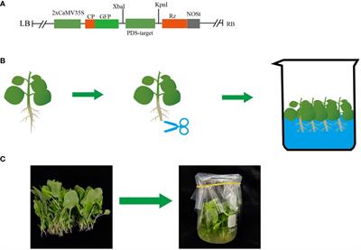 Establishment and application of a root wounding–immersion method for efficient virus-induced gene silencing in plants